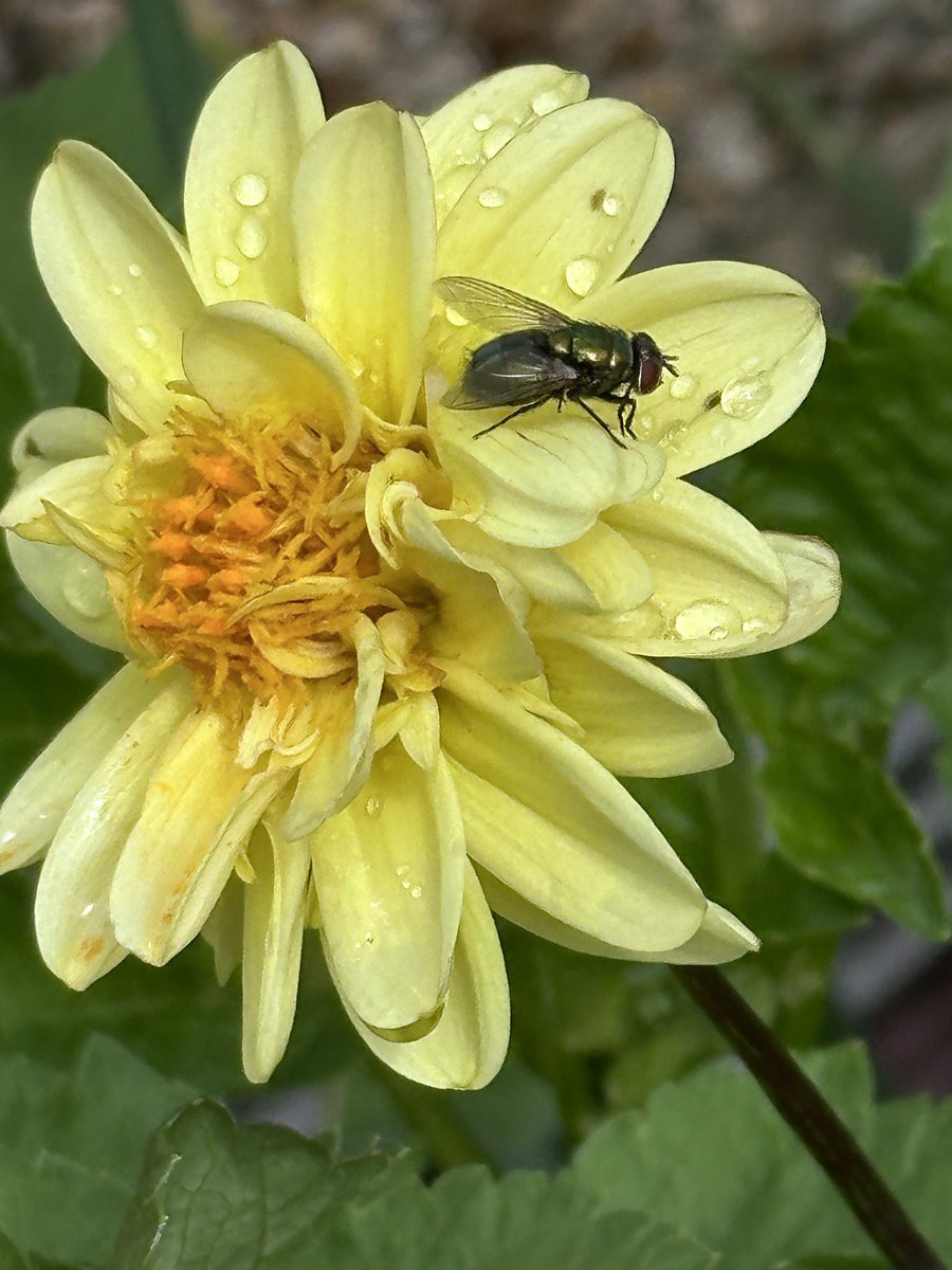 Sunday again and happily I am off to Hilltop to volunteer after missing last week.  Later, we have our neighbour garden visits and then a tea party in one of my neighbour’s gardens.  I hope you have a lovely day.  For #SundayYellow, one of my Dahlias plus a friend.