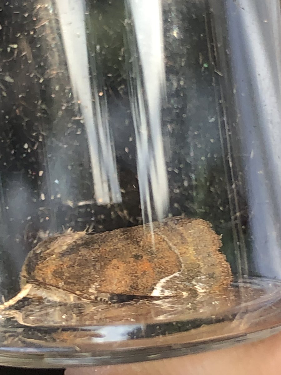 fraser mcconnell tweet media