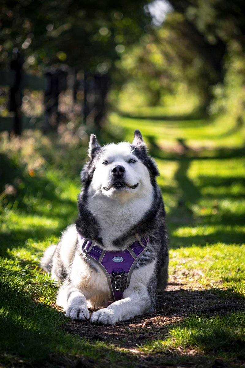 ShiraTheHusky's tweet photo. Hier hatte Frau Plüsch auch ganz besonders gute Laune: https://t.co/mvOF7DBXsY