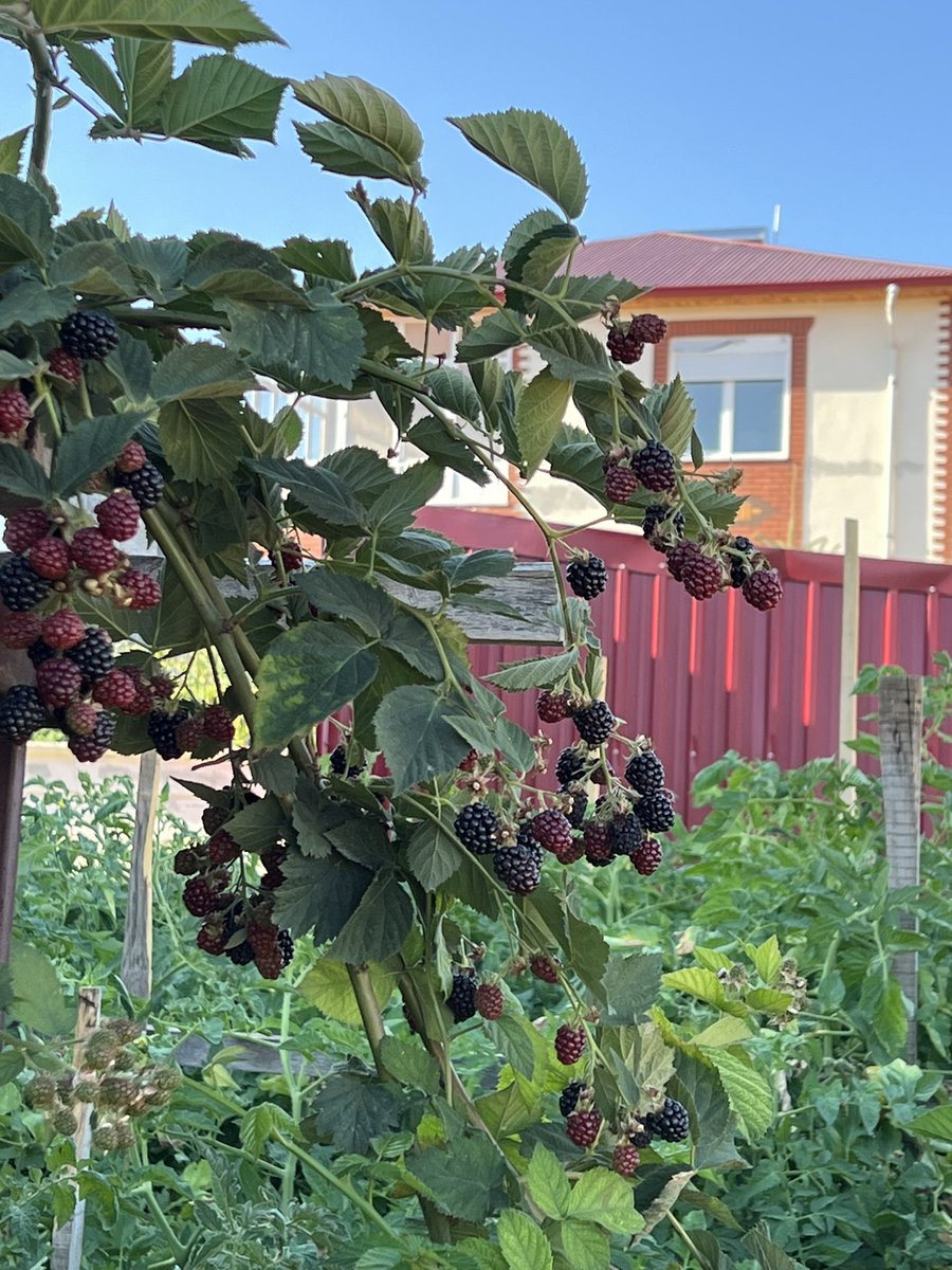 CoffeLover1975's tweet photo. back to root… organic stuff.
#BioVegatable 
#BioFruits
#BioHoney
#Village
#Nurhak https://t.co/C8Fkx7UTDp