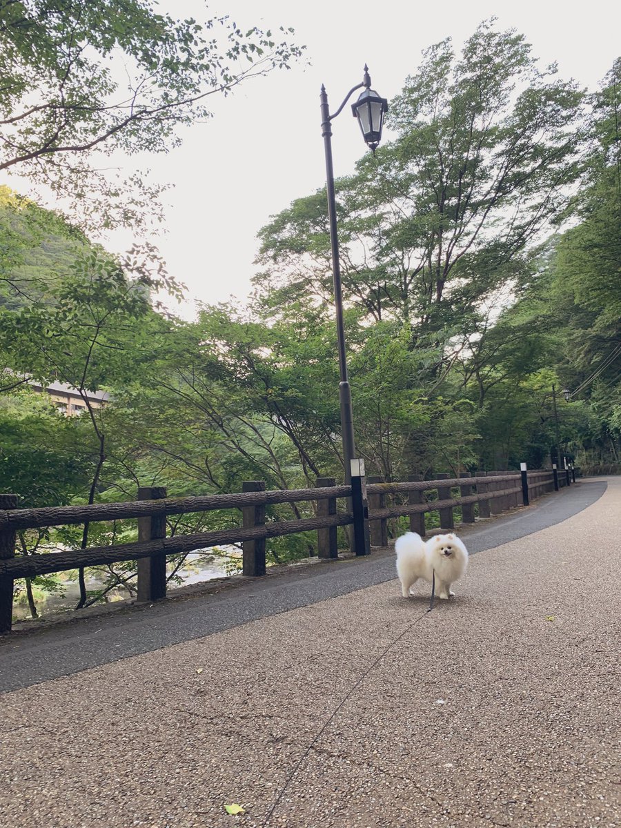 bakumouhimatan's tweet photo. この前、湯原を散歩したよ🚶🐑 https://t.co/cY6cdyyfOh