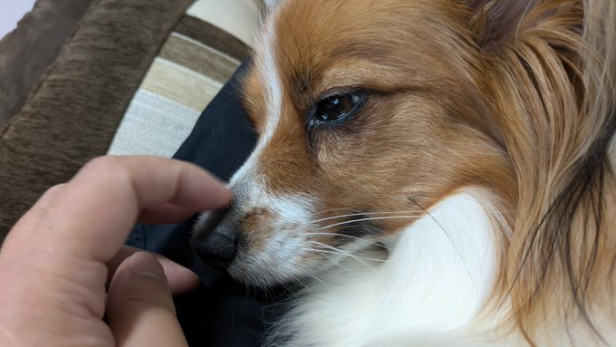 鼻の頭気持ちいいねぇ 