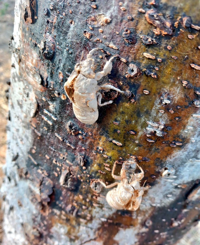 arbopalm's tweet photo. La #arboricultura abarca mucho más de lo que la gente piensa. No solo es qué árbol planto o qué tipo de poda necesita. Se requieren años de observación y estudio para 'saber' algo de árboles. ¿Por qué? Porque hay muchas especies, entornos, situaciones y climas diferentes. https://t.co/zNDV0rwYJa