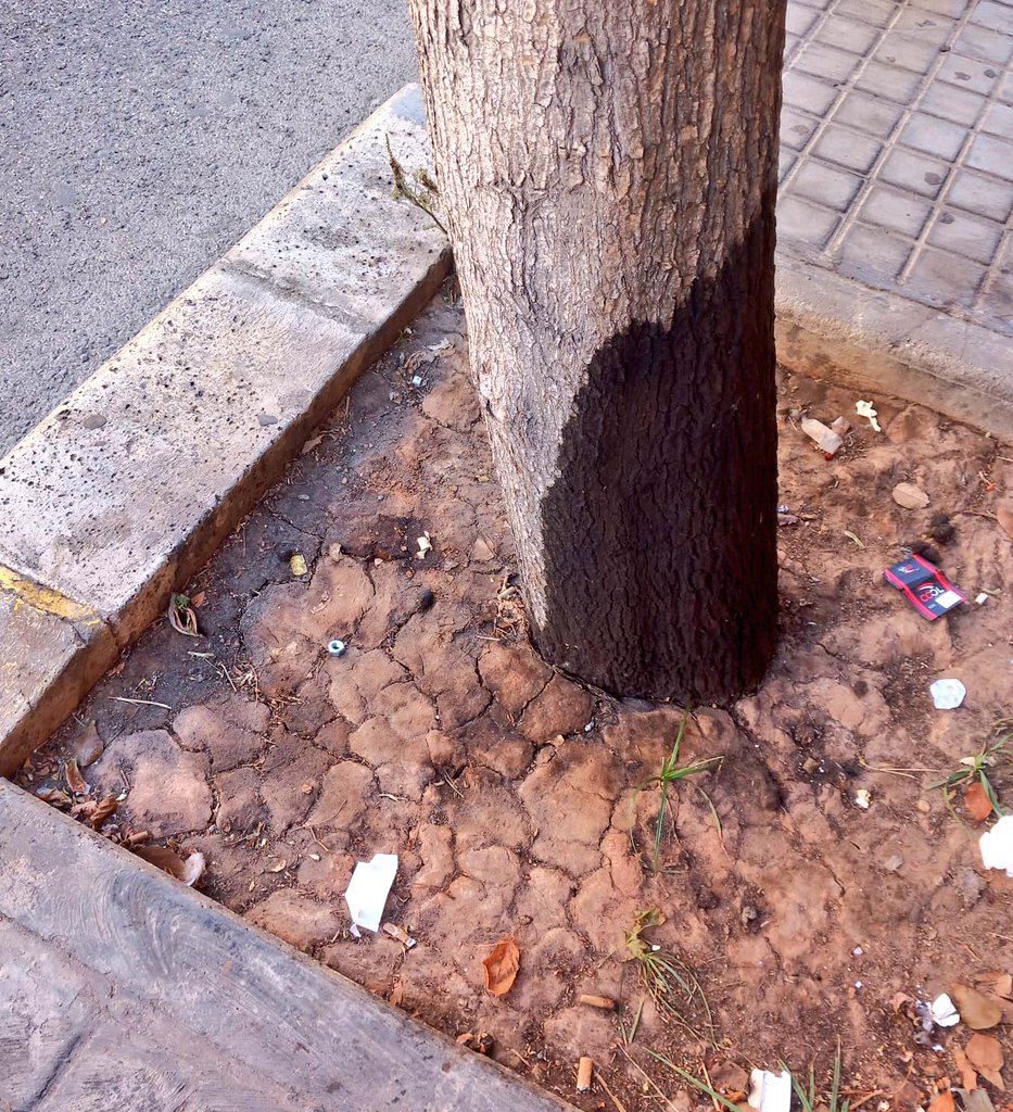 arbopalm's tweet photo. La #arboricultura abarca mucho más de lo que la gente piensa. No solo es qué árbol planto o qué tipo de poda necesita. Se requieren años de observación y estudio para 'saber' algo de árboles. ¿Por qué? Porque hay muchas especies, entornos, situaciones y climas diferentes. https://t.co/zNDV0rwYJa