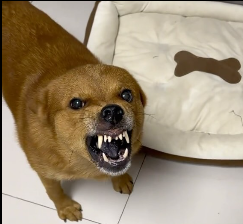 SebOnSol's tweet photo. @littlemustacho This chinese dog idk if you've seen him.

$XP https://t.co/iBfwh5LWz8