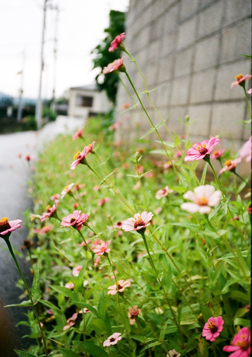 tomokiwa's tweet photo. PENTAX 17 の1本目の現像が上がってきました！

これはいい感じです！

#PENTAX17 https://t.co/y7KpaH5Et0