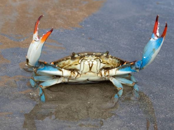 Kate Bosko tweet media