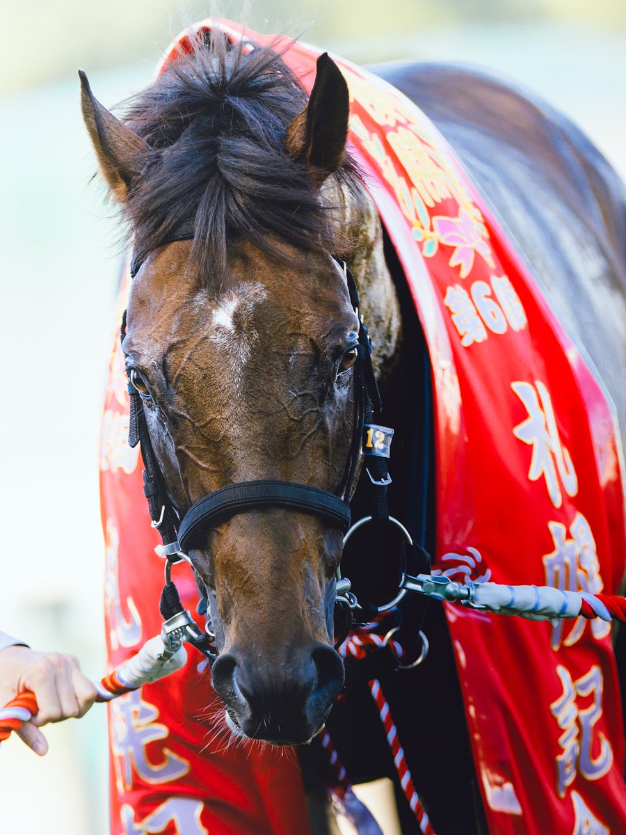 レース後の獰猛な感じ。最高に格好良い。
2024/8/18 札幌競馬場
#ノースブリッジ
#札幌記念