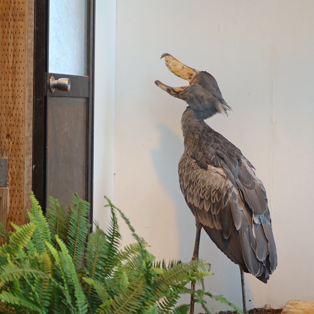 ハシビロコウ (@bIiWyicnGjuzhmc) / Posts / X