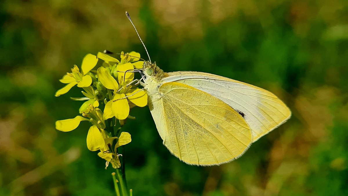 IsaVerbist's tweet photo. Cabbage white butterfly 🤍💛
#SundayYellow #butterfly #butterflies @europebutterfly @savebutterflies #channel169 #TwitterNatureCommunity #NaturePhotography #EUPollinators #naturelovers #butterflyphotography #insectphotography #ThePhotoHour #pierisrapae #cabbagewhite https://t.co/f7n8YXPLHM