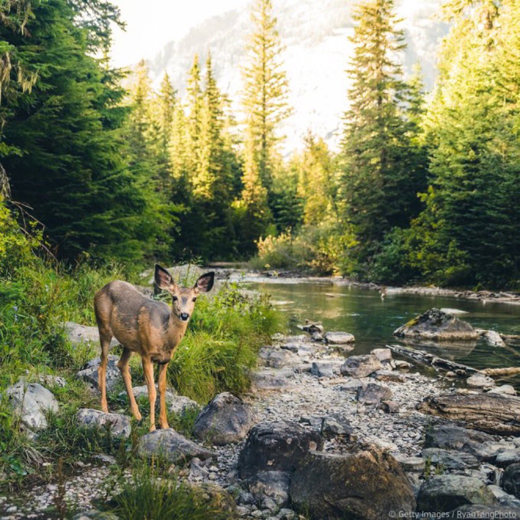 You might remember my ‘Habemus #NRL” excitement. 

Well,  as of today the #NatureRestorationLaw becomes legally binding in the EU. This is good for #biodiversity, #climate neutrality, #disaster mitigation  &amp; will enhance #FoodSecurity.

How? Read 👉 
environment.ec.europa.eu/topics/nature-…
