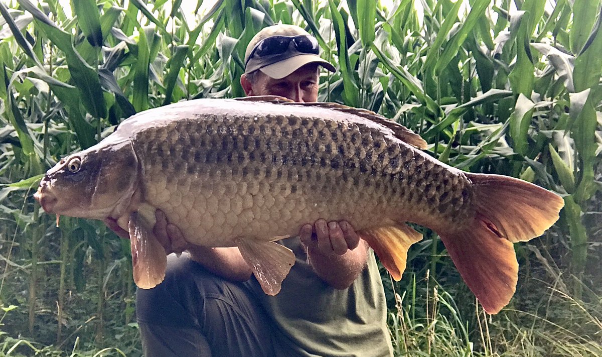 carpysteve1's tweet photo. couple of days of rainfall had me scuttling off down the river to bait up..πππ½ catching the river on its way down is always a great time to fish π£
After a chub and a barbell I had two carp in quick succession!! 20lb-10oz and just shy of 30 at 29lb-8oz!!
#hoboarmour https://t.co/QFoOLVUjrT
