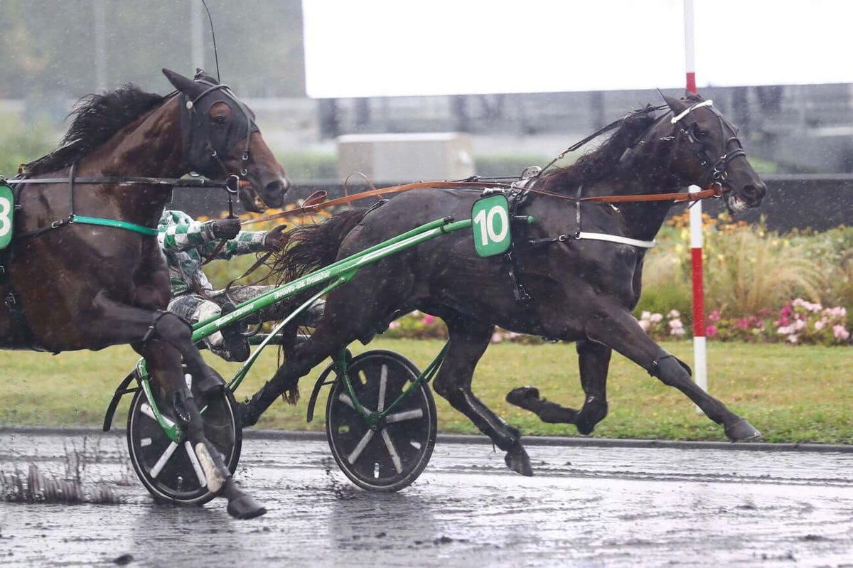 ARQANA Trot (@arqanatrot) on Twitter photo 🥇🏆 𝑱𝑼𝑺𝑻𝑰𝑵 𝑩𝑶𝑳𝑫 remporte la première qualification au Critérium des 5 ans, le 𝑷𝒓𝒊𝒙 𝑳𝒐𝒖𝒊𝒔 𝑱𝒂𝒓𝒊𝒆𝒍 (𝑮𝒓.𝟐), à <a href="/Vincennes_Hippo/">Paris-Vincennes Hippodrome</a> !
Présenté par le Haras de la Beauvoisinière aux Ventes du Prix d'Amérique 2022, ce fils de Bold Eagle avait été acheté 🥇🏆 𝑱𝑼𝑺𝑻𝑰𝑵 𝑩𝑶𝑳𝑫 remporte la première qualification au Critérium des 5 ans, le 𝑷𝒓𝒊𝒙 𝑳𝒐𝒖𝒊𝒔 𝑱𝒂𝒓𝒊𝒆𝒍 (𝑮𝒓.𝟐), à <a href="/Vincennes_Hippo/">Paris-Vincennes Hippodrome</a> !
Présenté par le Haras de la Beauvoisinière aux Ventes du Prix d'Amérique 2022, ce fils de Bold Eagle avait été acheté
