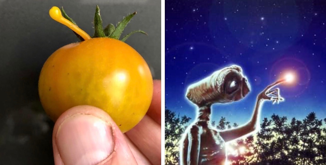 Meet #Solanum lycopersicum ‘E.T.’ (#Solanaceae)