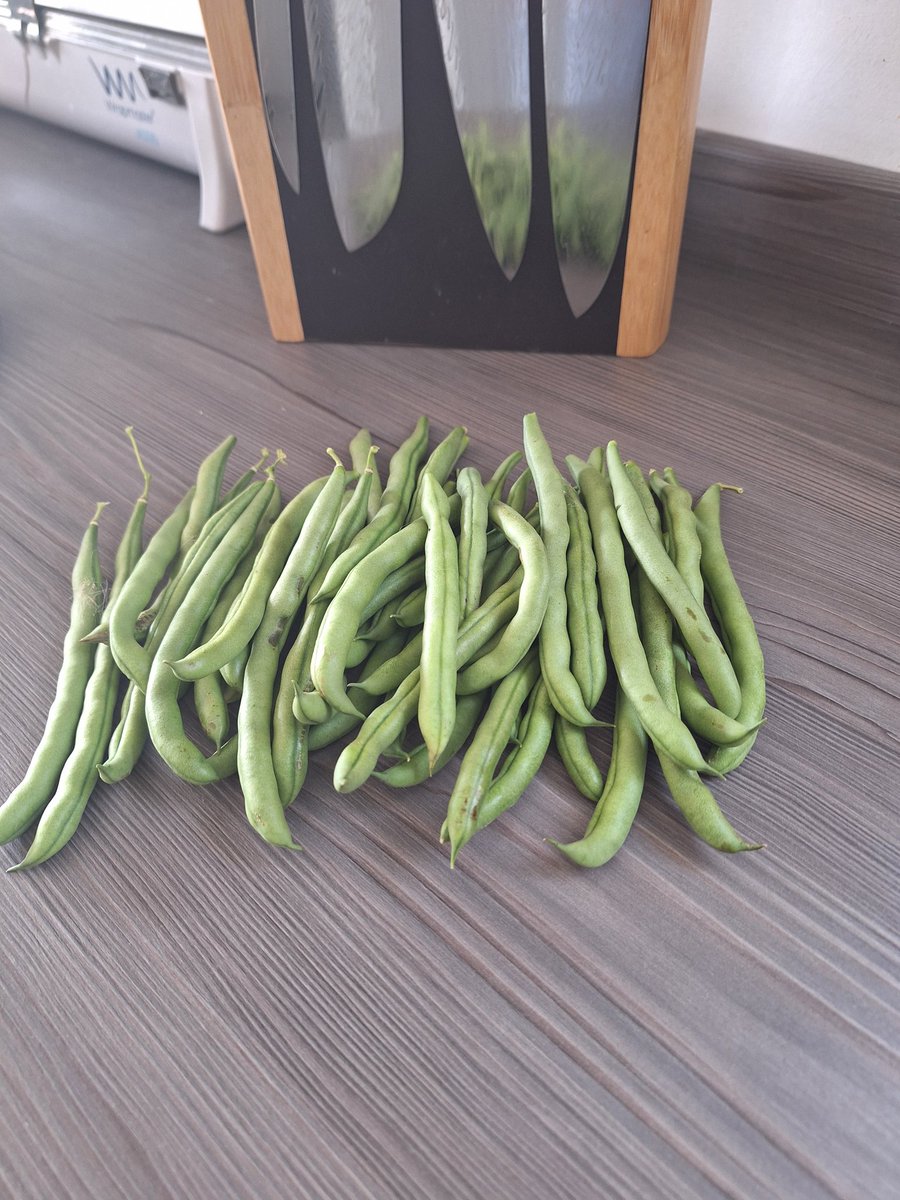 Seeds To Suit (@seedstosuit) on Twitter photo This is easily the tenth pick of similar quantity from one pack of Blue Lake climbing beans from Seeds To Suit . Prolific and still flowering! #qualityseeds #RecyclablePackaging #uksourced #bestpricesonline #seedsyouwantinthequantitiesyouneed #seedthefuturewithseedstosuit This is easily the tenth pick of similar quantity from one pack of Blue Lake climbing beans from Seeds To Suit . Prolific and still flowering! #qualityseeds #RecyclablePackaging #uksourced #bestpricesonline #seedsyouwantinthequantitiesyouneed #seedthefuturewithseedstosuit