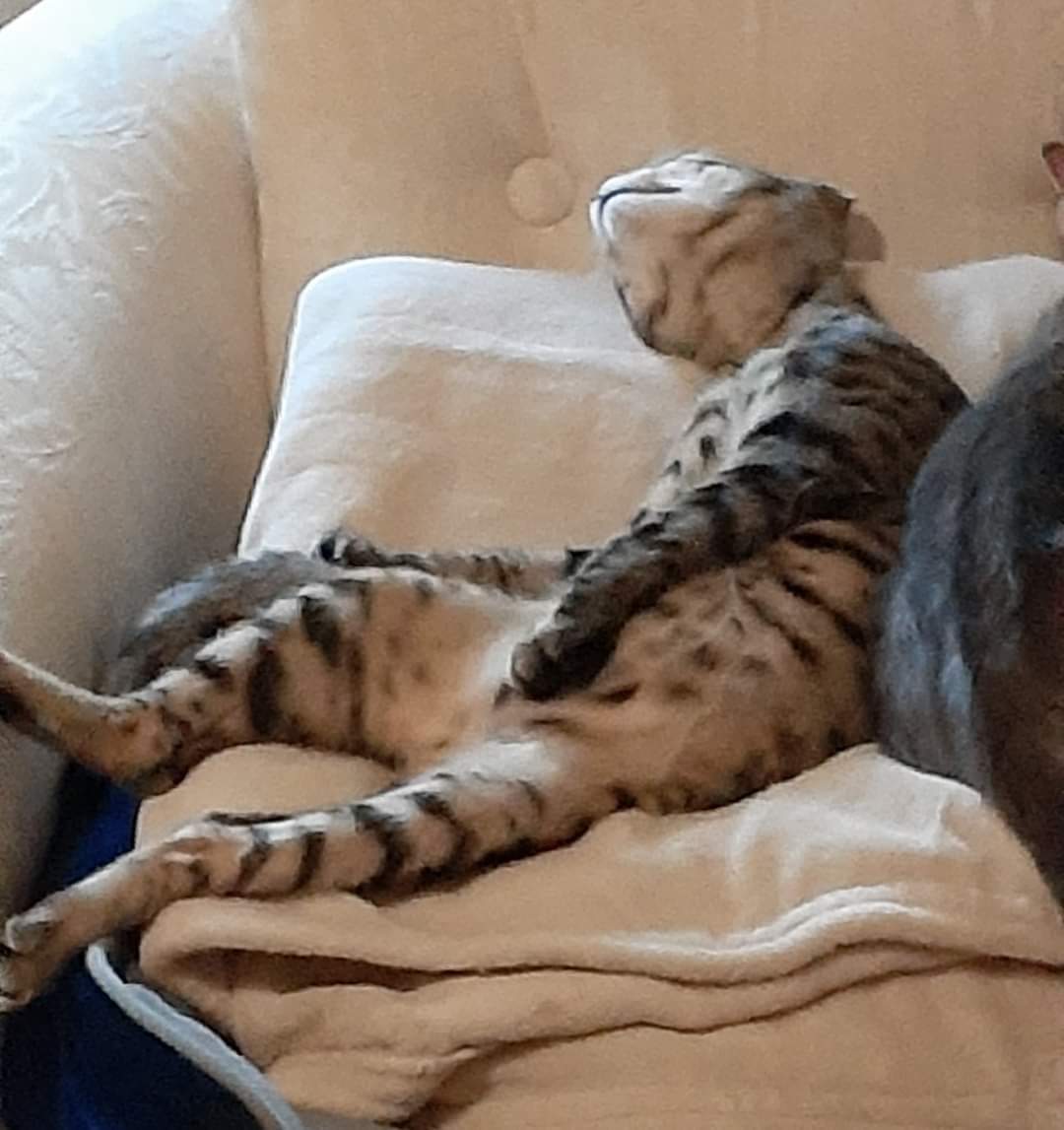 kittykittene's tweet photo. Don't wake up him 😸
#cats 
#catlover 
#Caturday 
#catnap 
#catstagram https://t.co/T9M7I0TziB
