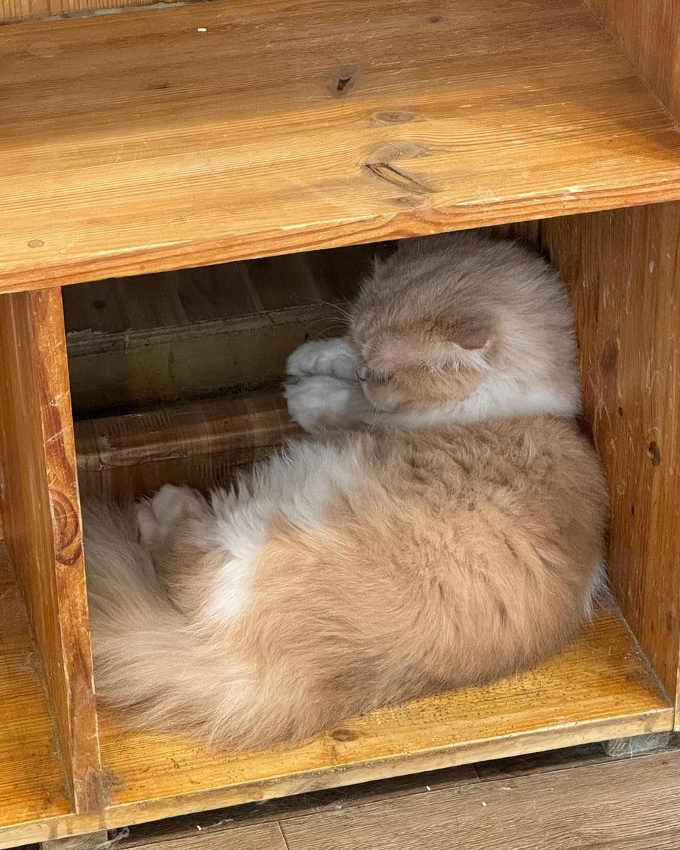 I decided to take a break from the usual hustle and visited a cat café, it turned out to be one of the most relaxing experiences I’ve had in a while. I was greeted by the soft meows. After found cozy corner &amp; order, I Iet myself unwind as these furry little friends roamed around.