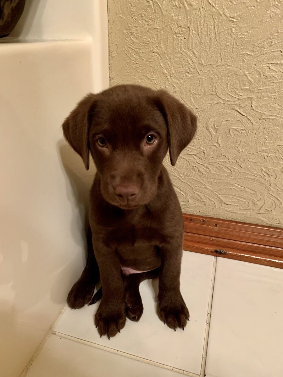Everybody, give this adorable puppy a chocolatey 🍫 name