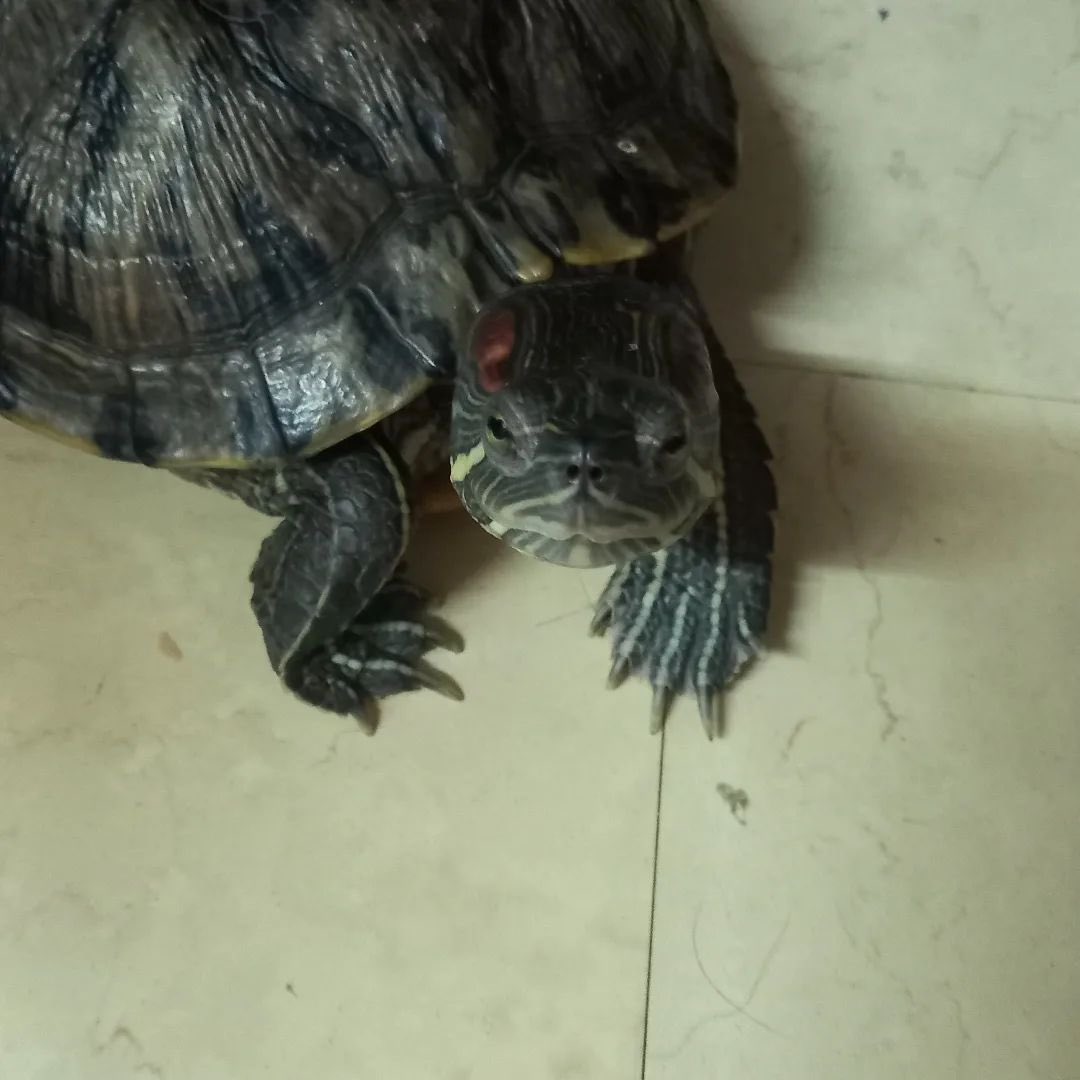 changsiaogui_gu's tweet photo. #巴西龜 #turtle  #烏龜 #龜  #肥烏龜 #肥龜 #死肥龜 #女 #龜女 #紅耳龜 #爬蟲 #爬蟲類 
#trachemysscriptaelegans #紅耳彩龜 #水龜 #水 #可愛 #cute #得意 #彩龜 #寵物 #hk #香港 https://t.co/VjpqNVqHhg