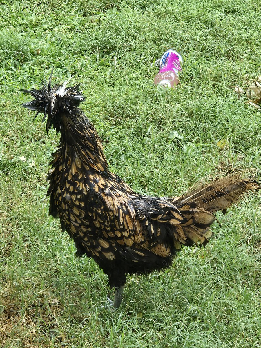 Never been a better time to start a garden and get some chickens :-)