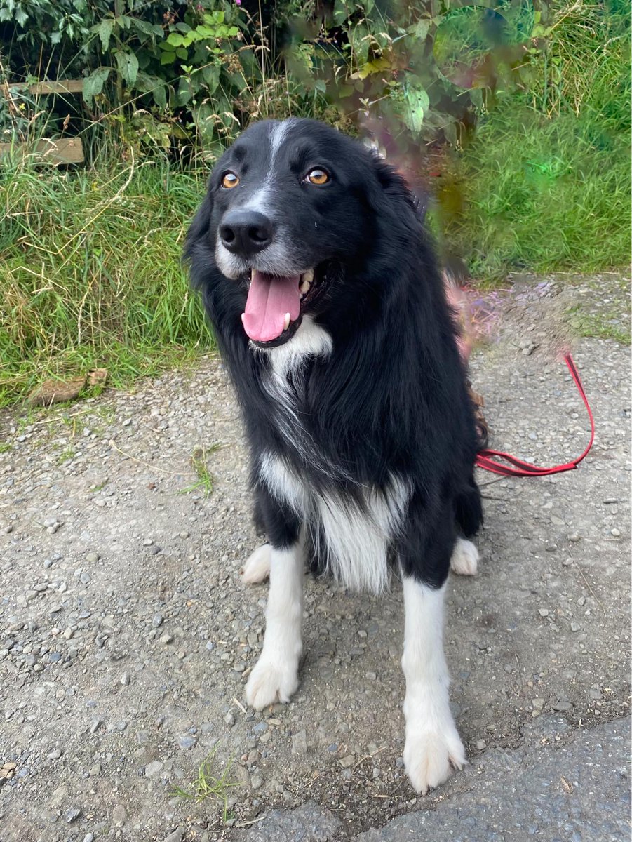 CAIO decided to fling himself on the floor, throw his legs in the air &amp; give the best "cuddle me" Diane face🥰 That dogs is how you make an entrance to collieHQ

He's 3.5 yrs old, good with cats, dogs &amp; kids. He doesn't need any rehab so is available for adoption immediately
