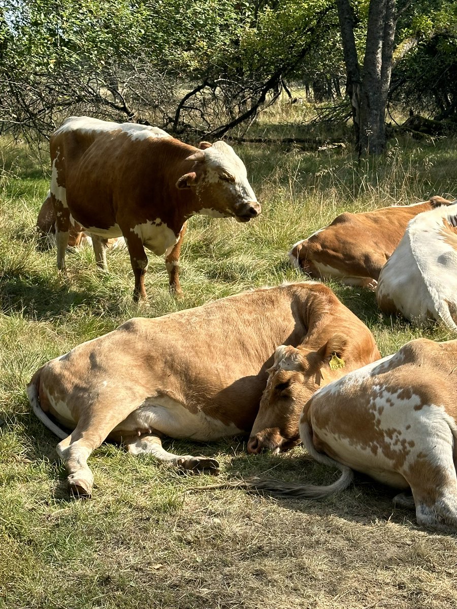 JuhaVaris's tweet photo. Päikkärit…🐄 #Espoo #Fiskari https://t.co/hGr143nNWo