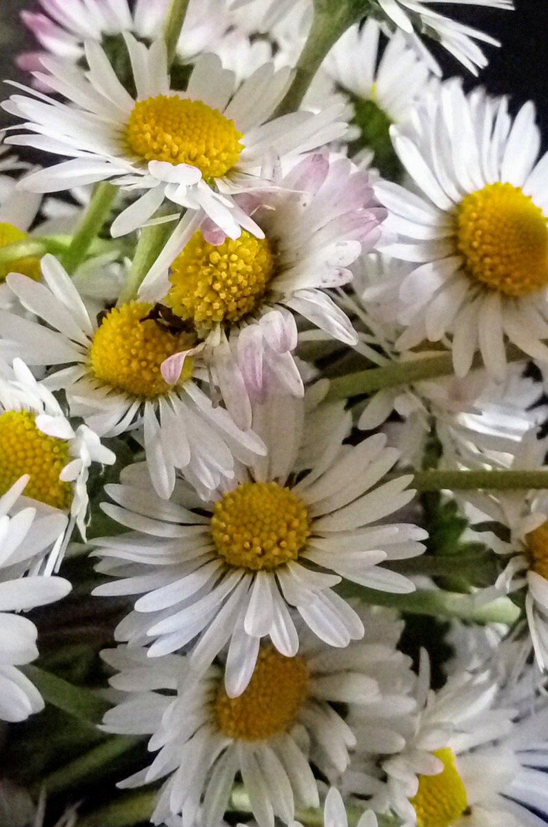 sibel01A's tweet photo. Gül'ü sevip dikenine katlanmaya gerek yok,Papatya sevin🌼 https://t.co/Gln87mdYYH