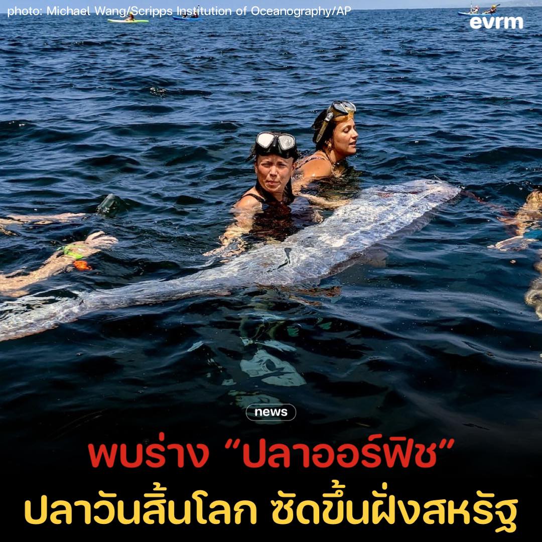 มึง คนญี่ปุ่นบอกว่าปลาตัวนี้เวลาปรากฎตัวให้เห็นจะเกิดภัยธรรมชาติ แล้วตอนนี้มันมาโผล่ที่อเมริกาแล้ว หรือว่าจะเกิดภัยธรรมชาติอะไรใหม่ๆอีกมาอีกเนี่ย