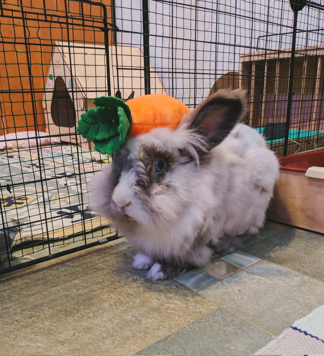 Umbra Love 🕊️ tweet media