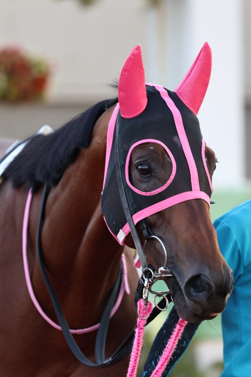 WateUmai's tweet photo. #コスモキルカス
 #ExceedAndExcel
 #岩手競馬 https://t.co/D1UHHyy8JR