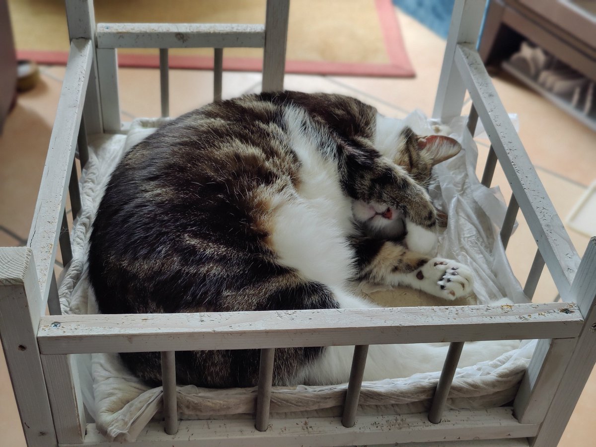 It's hot! 🥵🙀 The old man doesn't appreciate the heat. How are you folks coping?