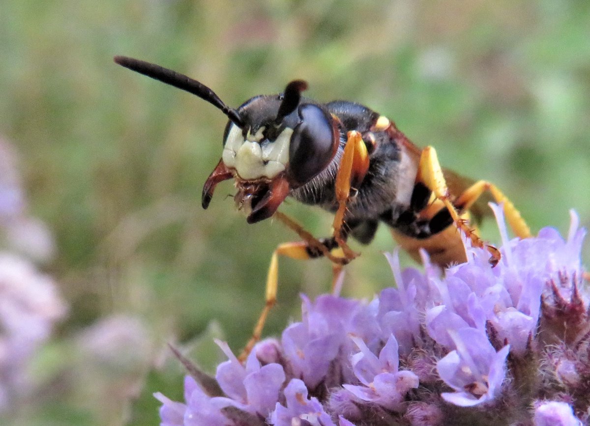 DrNiemitz's tweet photo. #Beewolf ready to grab a victim for its young, and as a friendly visitor on my hand. 2 sides of a coin.
#Bienenwolf bereit ein Opfer für seine Brut zu schnappen - und als freundlicher Besucher auf meiner Hand. 2 Seiten einer Münze. ...'schönen Sonntag!
##Philanthus #naturephoto https://t.co/Ywn4XxH17x