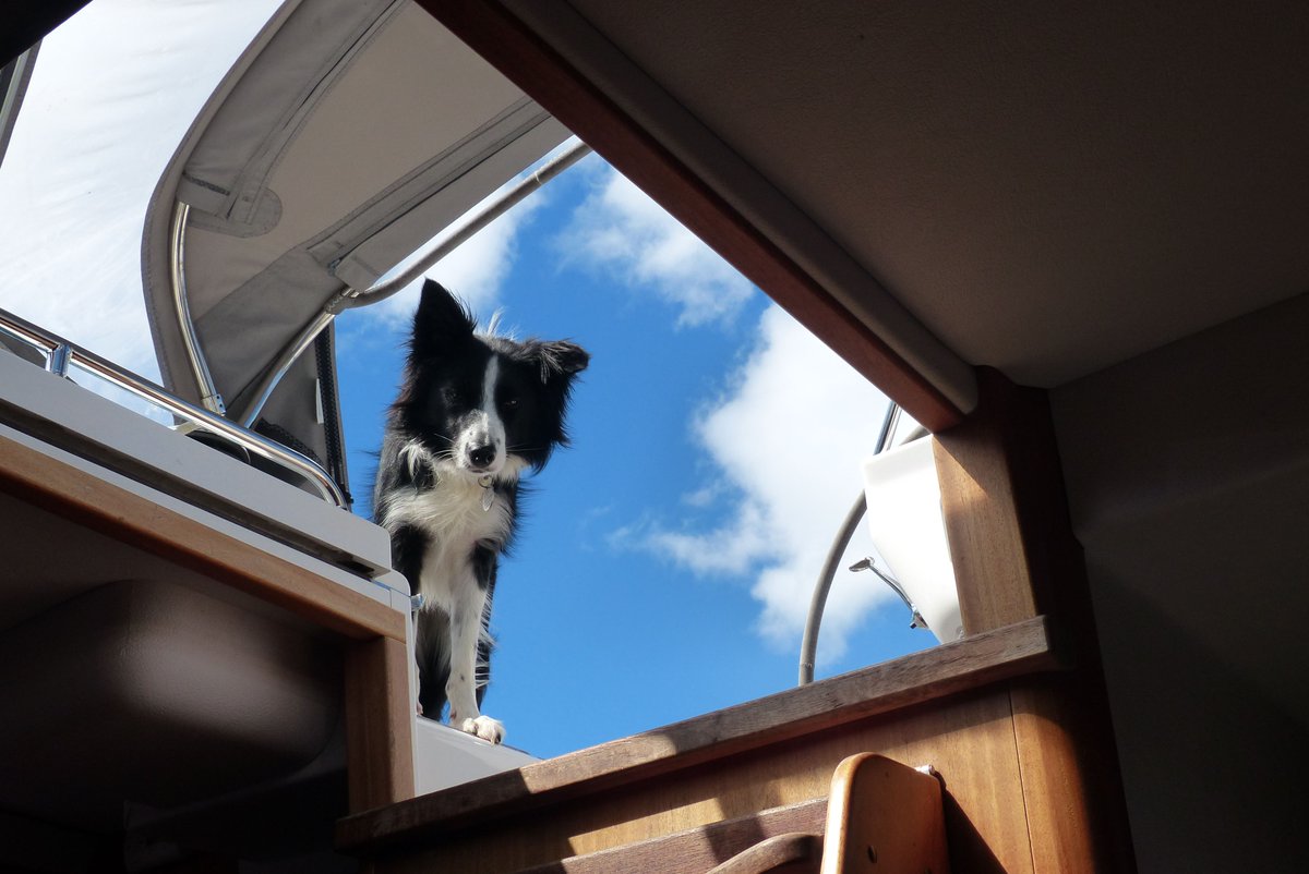 Cruising_Assoc's tweet photo. Who’s your Salty Seadog first mate?

📷© Derek Lumb 

#BoatLife #DogOnBoard #SailingCompanion #SailingAdventures #Cruising #SailingDogs #DogsonDeck #NauticalCanines #SailorDogs #PawsOnTheBoat #AdventurousPooches #CruisingAssociation #BoatDogs #itsadogslife #SaltyDog https://t.co/gSYMdwUGtf
