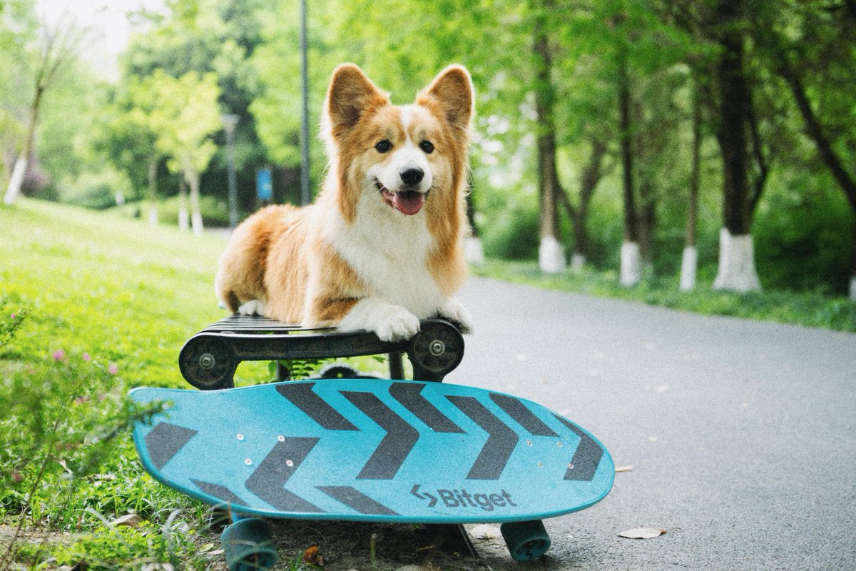 When I see #dogs 🦴, I think of...👇