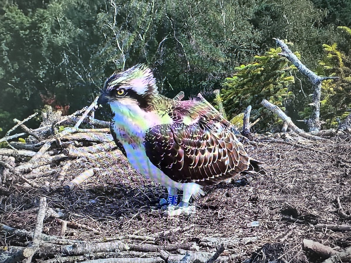 stevecycle100's tweet photo. I know you should not have a favourite child….but 5R1 is a bit special. Also, a bit needy this morning! ⁦@kayakpoole⁩ ⁦@alison_copland⁩ 🤓 https://t.co/uGVTpGgg9J