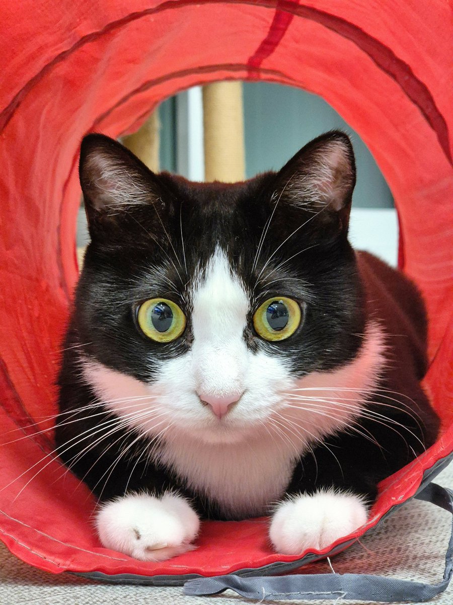 터널 사냥놀이를 매우 좋아하는 편😊💕