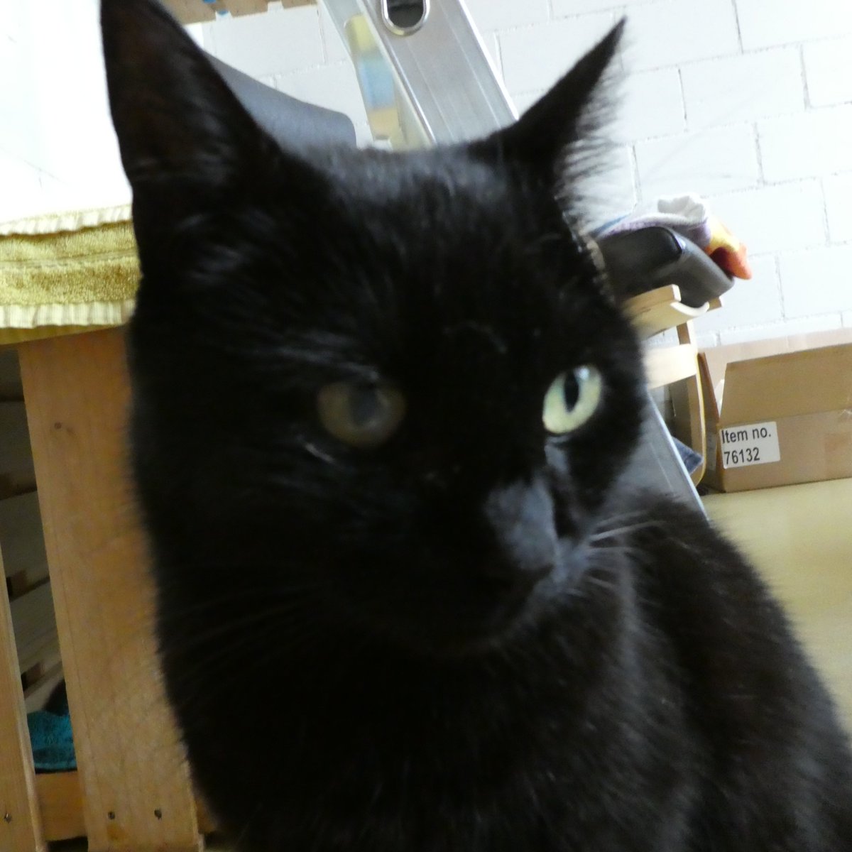 Katzenmensch4 tweet picture