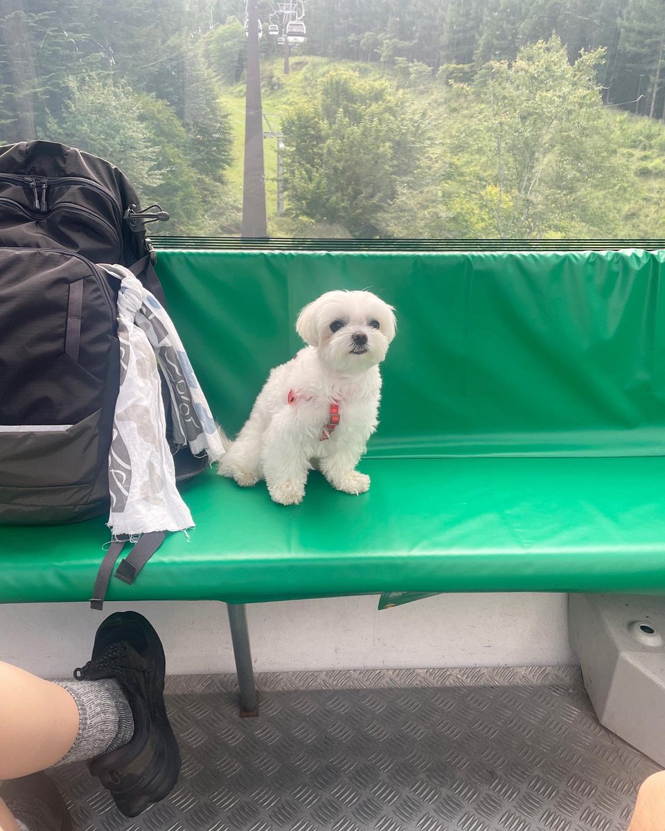 mlts_moju's tweet photo. 犬と山登り① #いぬのいる暮らし https://t.co/7Jx8QMRjMp