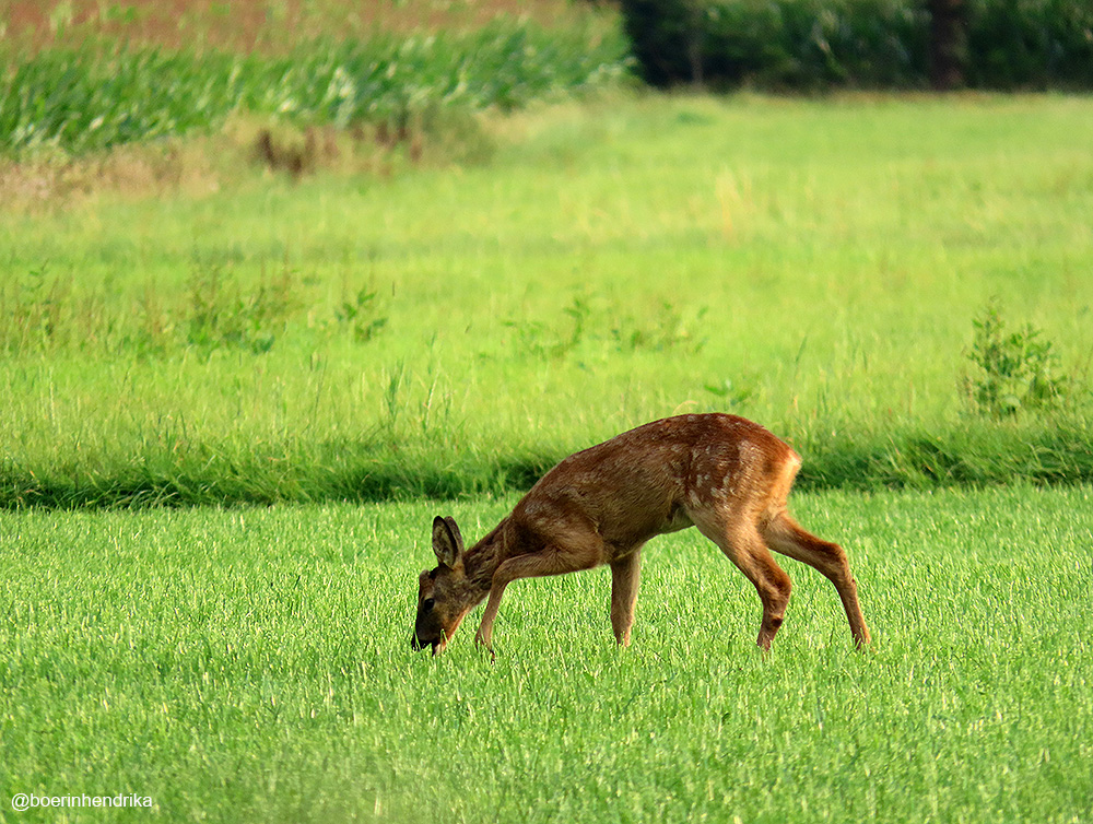 boerinhendrika's tweet photo. Jonge #ree

#boerennatuur💚
#gangbare_landbouw🍀 https://t.co/PdGrQSCUTe
