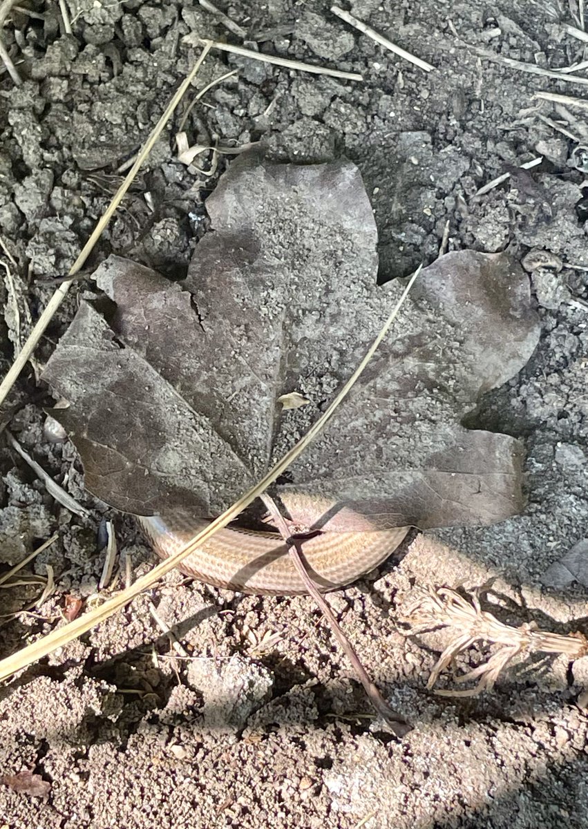 froglifers's tweet photo. Who’s hiding here?
Three clues:
1)I am an #ectotherm
2)I can drop my tail to escape predators
3)My species is #ovoviviparous
Need more help with identification? Click the link to discover more https://t.co/zrmpsr4hle
@HeritageFundUK https://t.co/Xh9ZPxKLZt