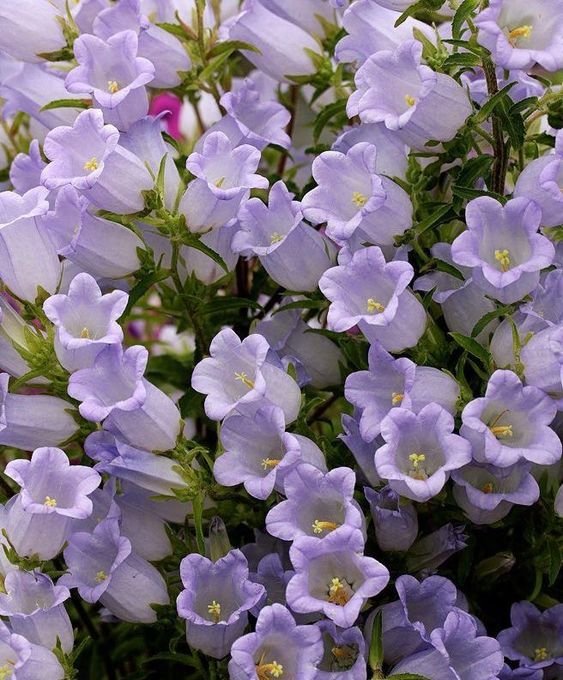 peacozy's tweet image. 