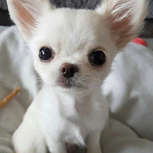0zaden's tweet photo. @_Shadow36 teeny coded tweet 

the most teeny dog in the world

https://t.co/ZbjFea0dkm https://t.co/tp7N6hzdZO