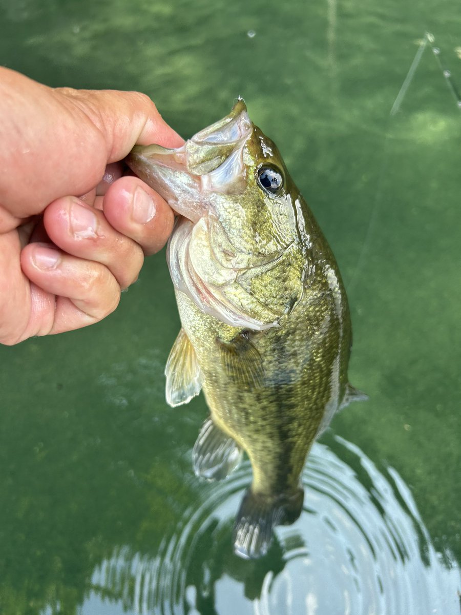 【三連休限定9/15まで値下げ】フレッシュベイト　魚皮ルアー フレッシュベイトルアーズ｜Fresh Bait Lures (@FreshBaitLures) / X