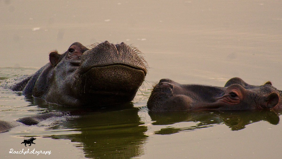 Is that a smile, I, see? 😀🦛
#roachphotography #hippo #hippopotamus #hiphopphotography #smile #wildearth #safariphotography #wildlife #wildlifephotography #nature #naturephotography #picoftheday #animals #wildanimals #wanderlust #blupebblestours