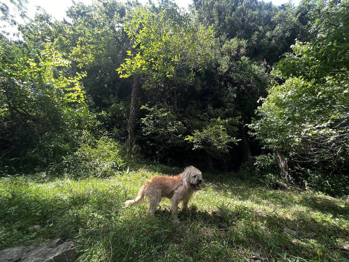 manami_iwamoto's tweet photo. 集落の人に山入っていいって
言われたから犬と踏査してきた。

第一候補
木々に元気はないが道つけは出来そう。
人が歩ける道があった。
いい所↓
①公民館が近く駐車場＆トイレも近い
②土場になりそうな広場がある
③山の麓に民家がない
④竹林がある
#第一候補
#ISMproject https://t.co/JbUZMK90mh