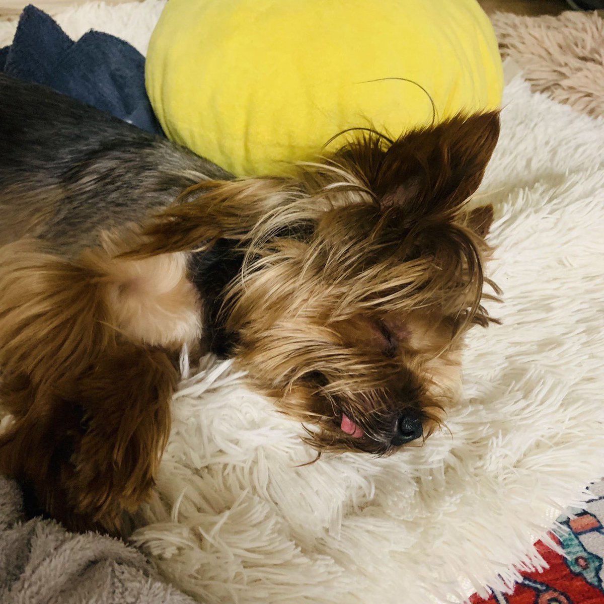 お昼寝スヤァ😴

#YorkshireTerrier
#ヨークシャーテリア
#ヨーキー