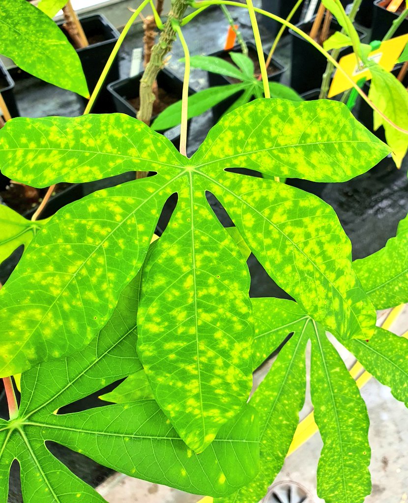 SamarSheat's tweet photo. A #South #American #virus could threaten cassava crops in #Africa, putting food security at risk. We're working on preemptive measures to predict and protect cassava. Stay tuned to hear more  🌍🌱
Photo of cassava vien mosaic virus
#CVMV 
 #Cassava #FoodSecurity #CropProtection https://t.co/yshH0sv1Uv