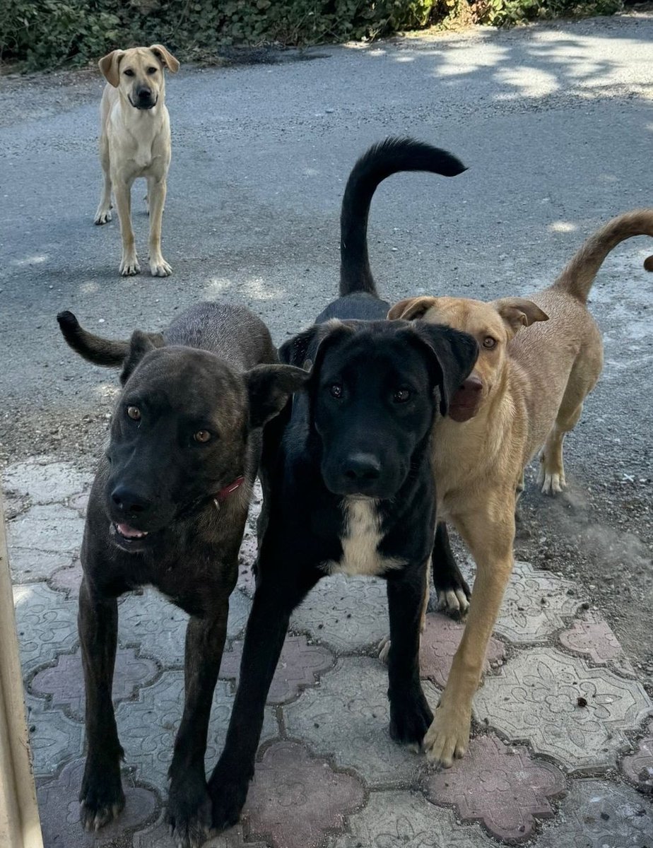 Arkadaşımın baktığı canlar. Her an diken üstünde. Yuva ariyoruz. İstanbul.