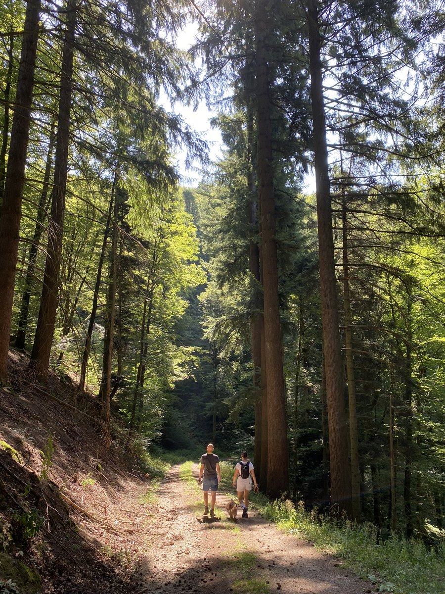 Emy_Crocro's tweet photo. J4 des #Vacances2024 de la #PatchFamily : journée de transition entre #SaucisseLand et #ChoucrouteLand
On a mangé des 🥨 et des spätzels 😋 et nous nous sommes promenés en Forêt Noire. Les champs ne sont pas tondus, ils sont épilés ⤵️ https://t.co/VYp1wauJyy