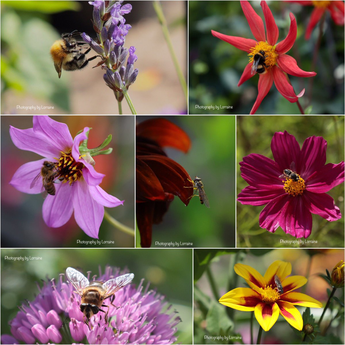 Seven this week with visitors 🐝😊 Looks like it’s going to be a windy one again 🌬😊 Enjoy your day 🌸
#SevenOnSunday #bees #mygarden #SaveTheBees #NaturePhotograhpy #gardening #GardeningTwitter